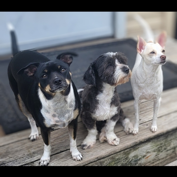 Meet your Posher, Mickie - Picture 8 of 16